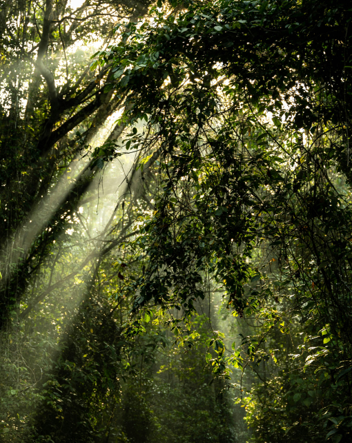 Floresta preservada iluminada pelo sol